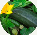 courgette-marrow