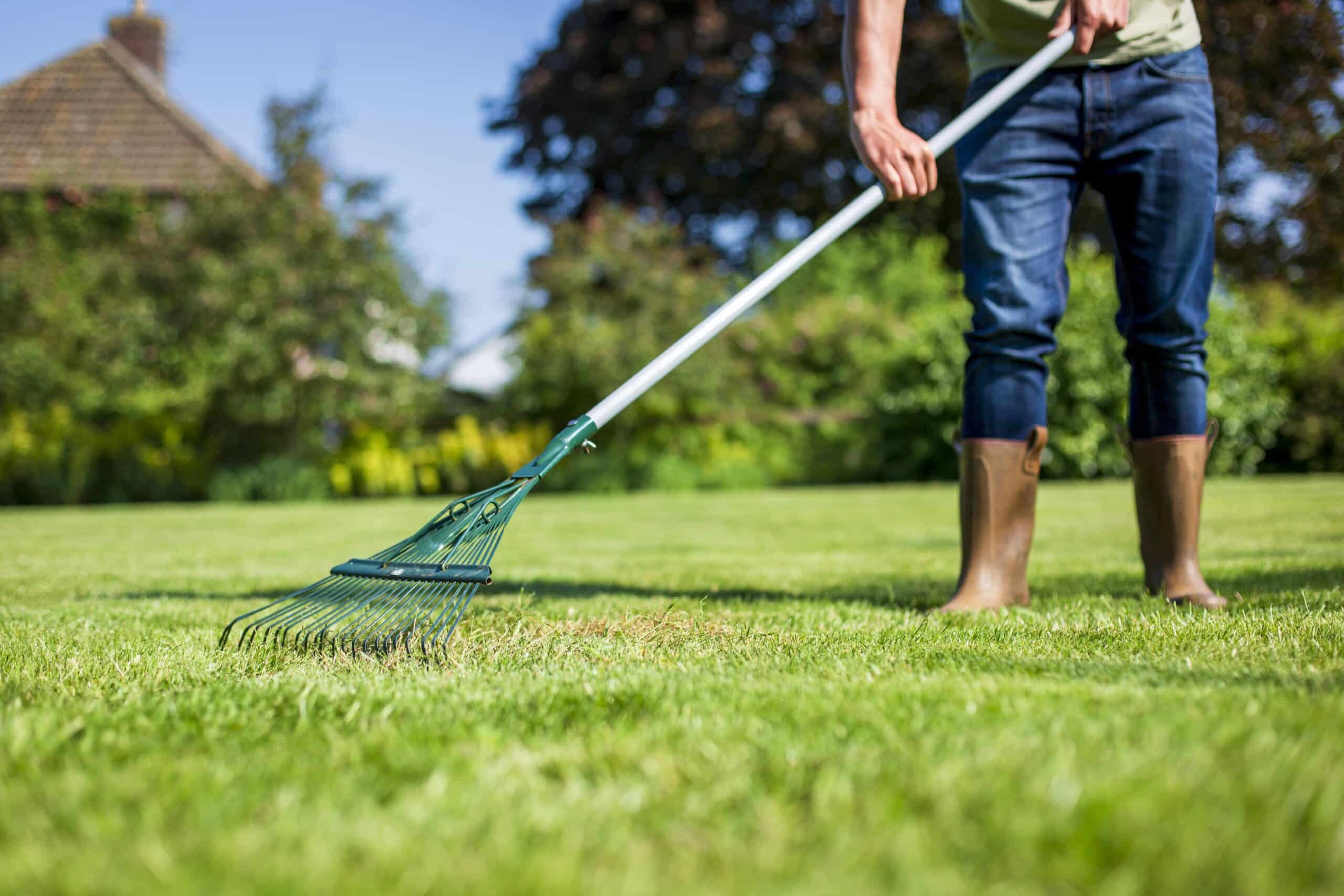 Raking lawn