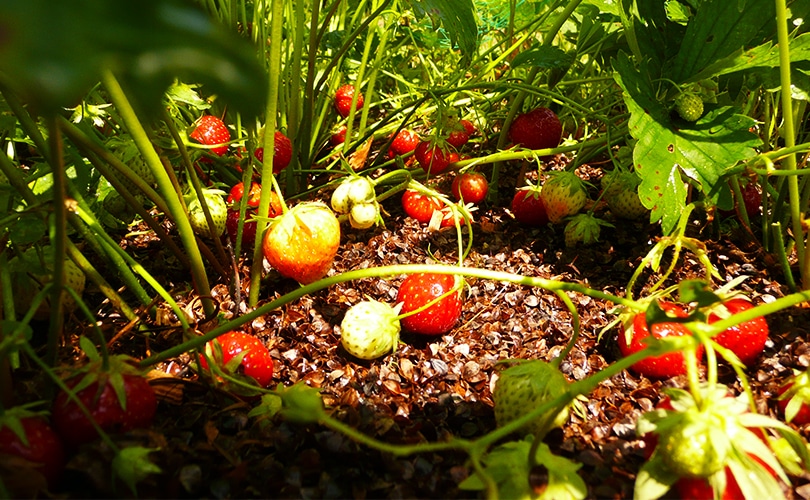 Mulching Strawberries