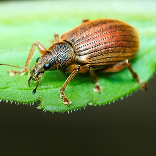 Strawberry Bud Weevil_teaser