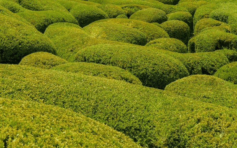 Buxus hedges