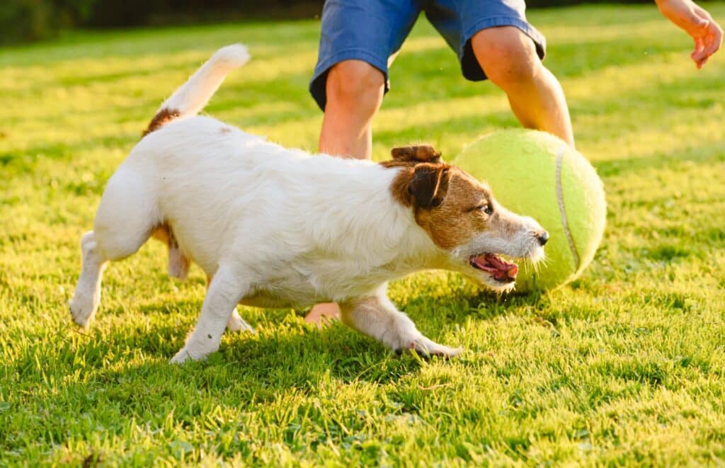 Ein Kind spielt mit einem Hund auf einer schönen Wiese.