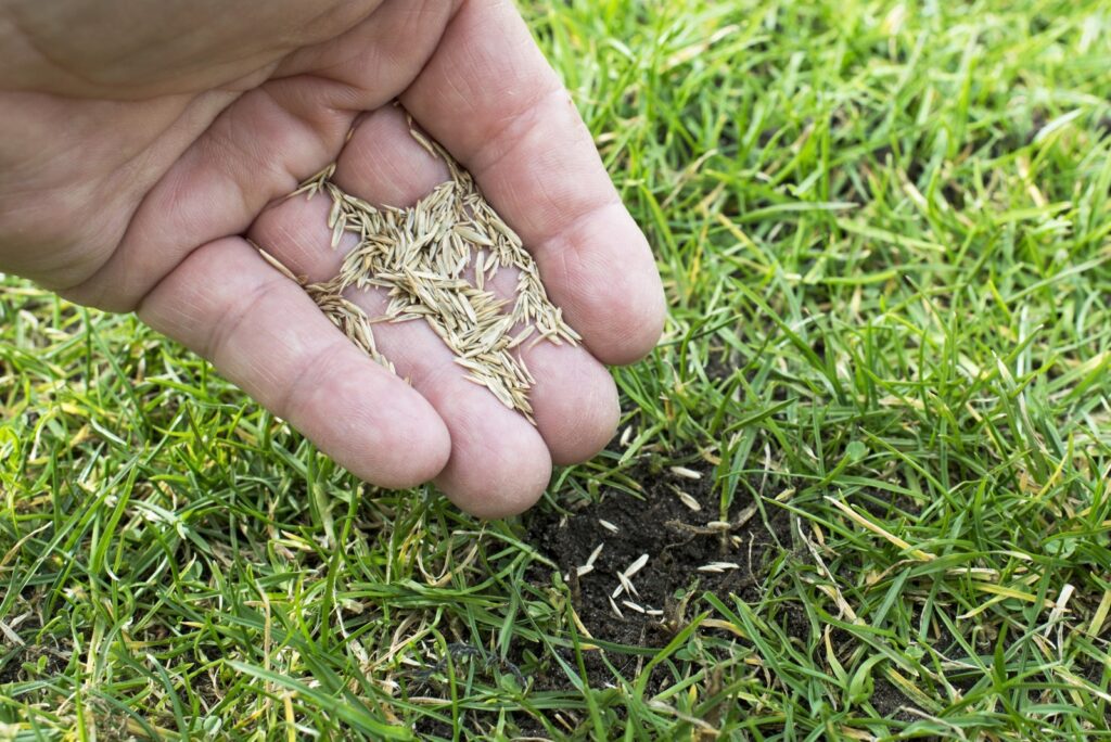 Eine Person streut Samen aus, um die Graslücke zu füllen. 
