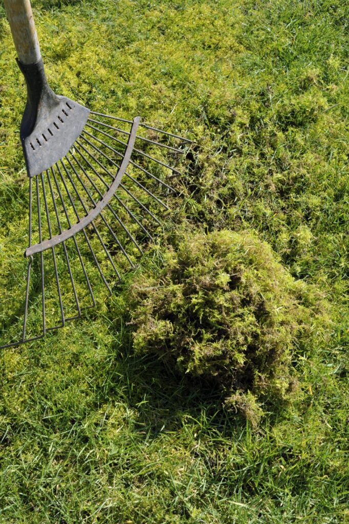 Eine Person entfernt mit einem Rechen Moos auf dem Rasen.