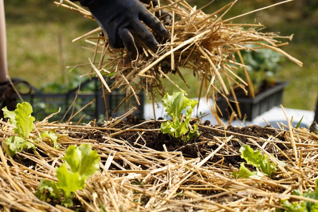 Protecting soil all year