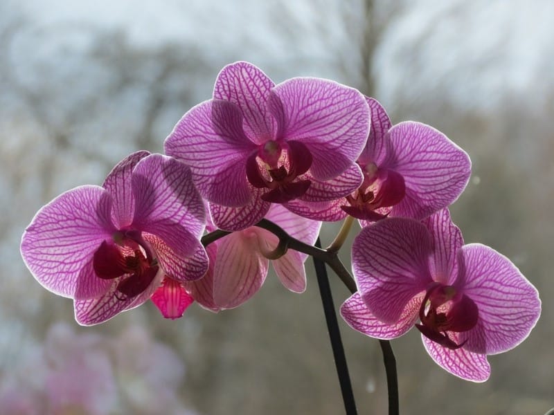 Pink Orchid