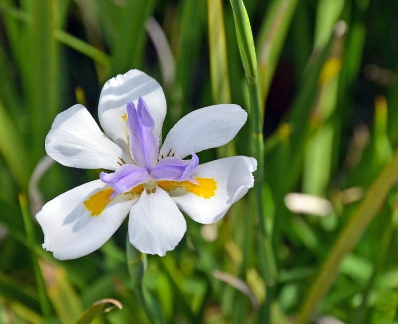 Iris in bloom