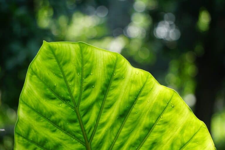 Medium-leaf focus green plant