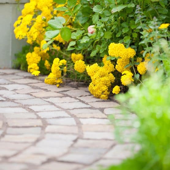 A Guide to Weeding your Paths, Patios & Driveways