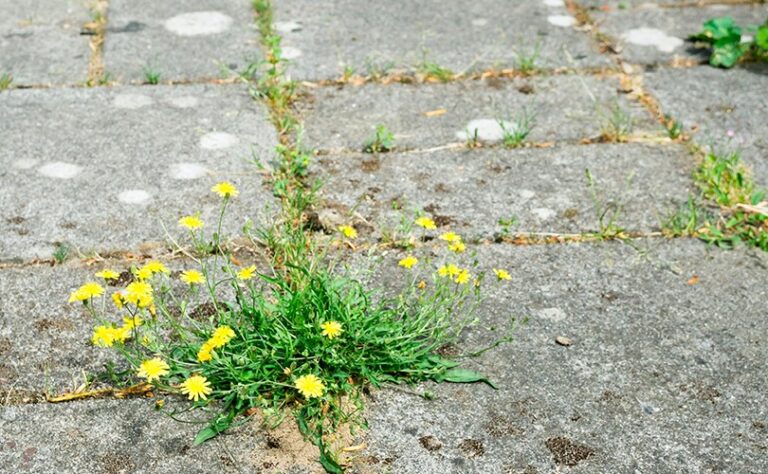 How to avoid weeding?