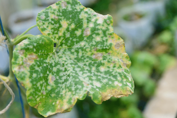 Detect, treat & prevent: Downy Mildew - Seezon UK