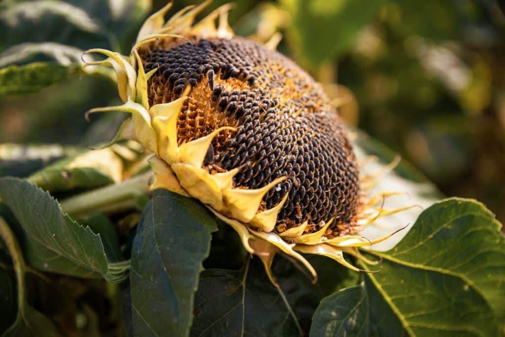How to harvest and store your seeds