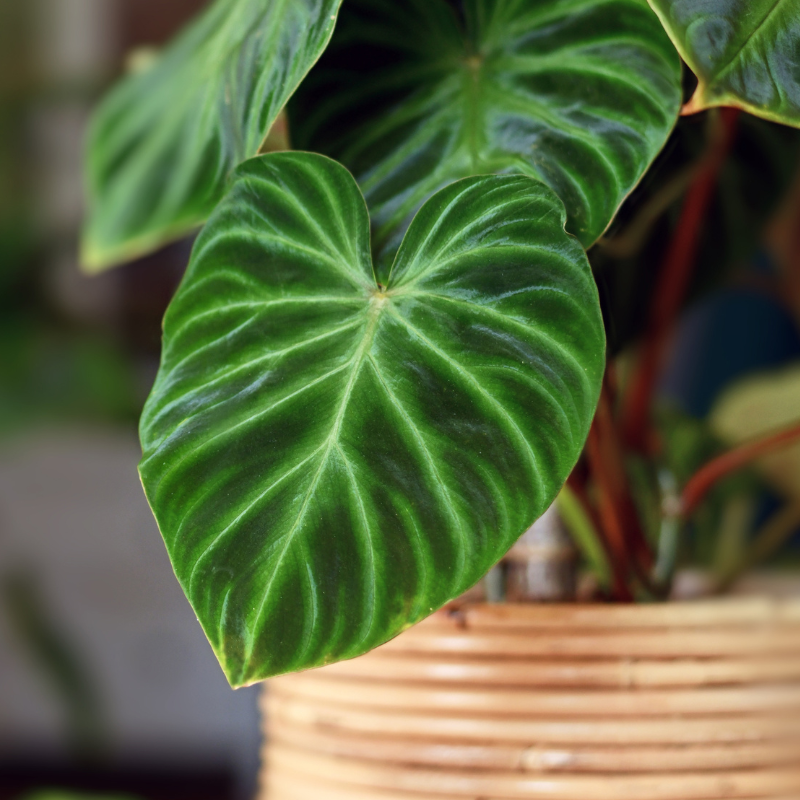 houseplants in a heatwave