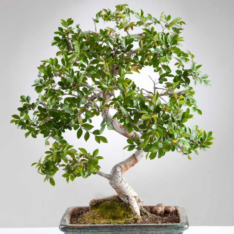 bonsai tree care