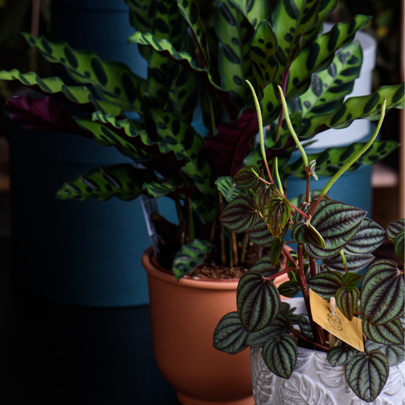 houseplants in a heatwave