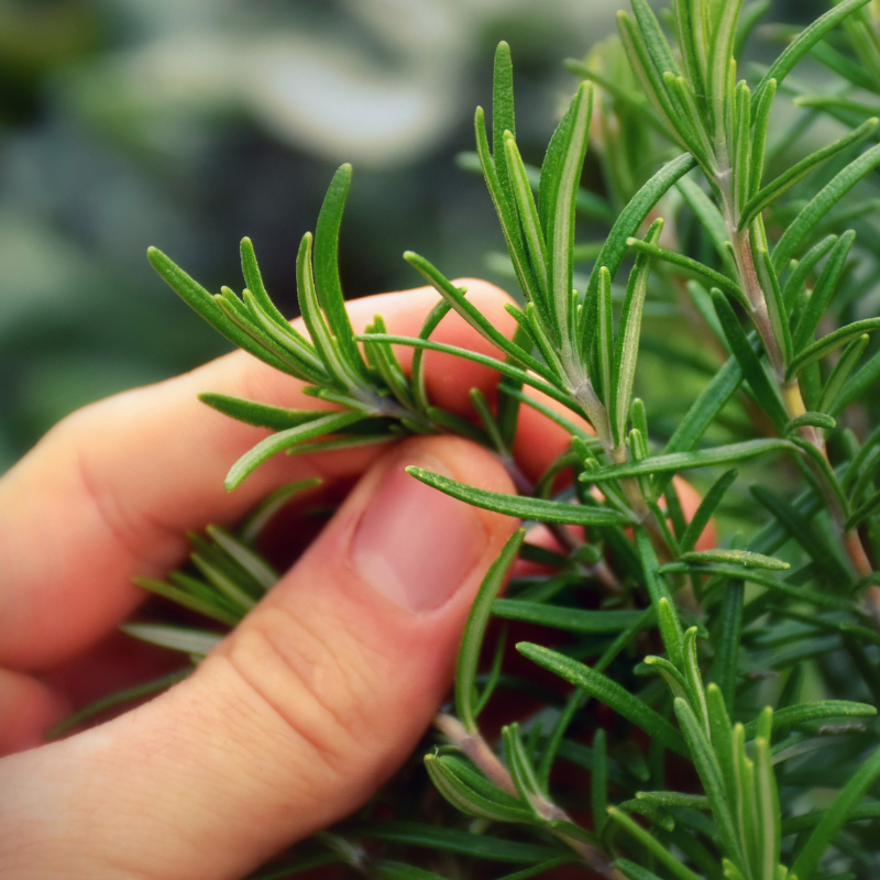 growing herbs