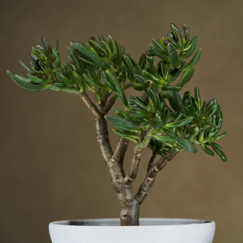 bonsai tree care
