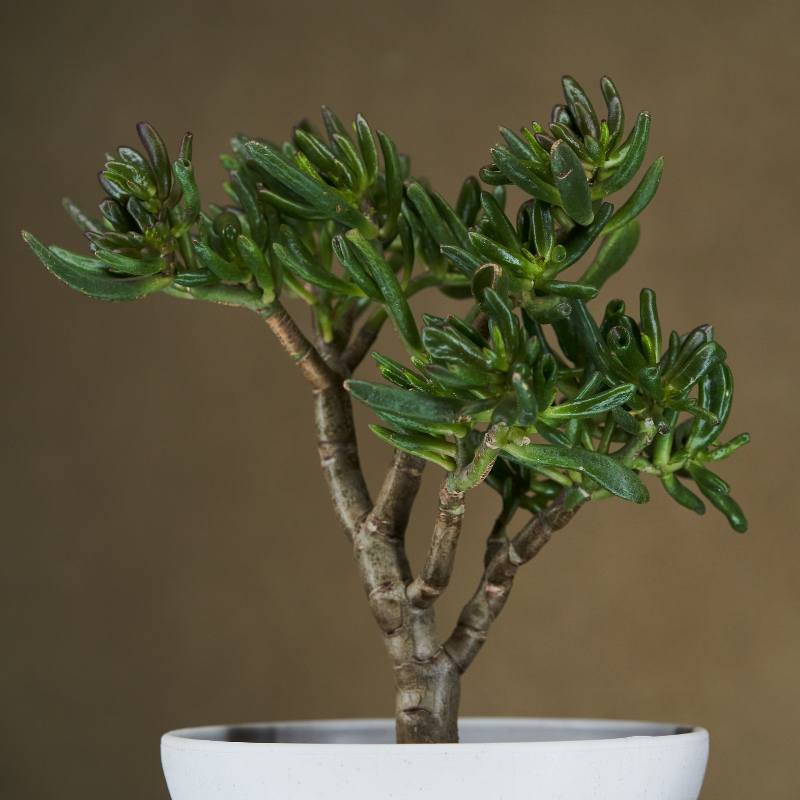 bonsai tree care