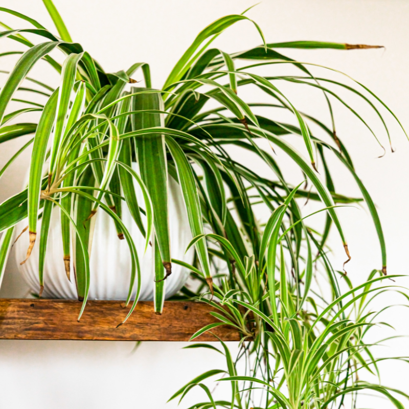 How to Grow Spider Plants