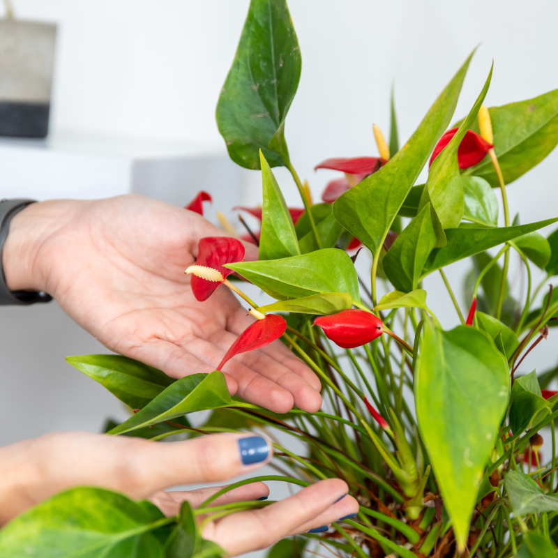 prevent and treat houseplant pests