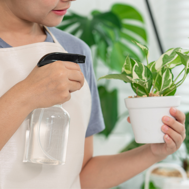 houseplants in a heatwave