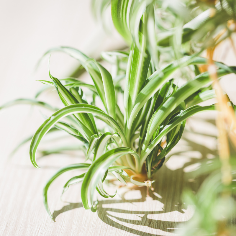 Spider Plant 'Irish