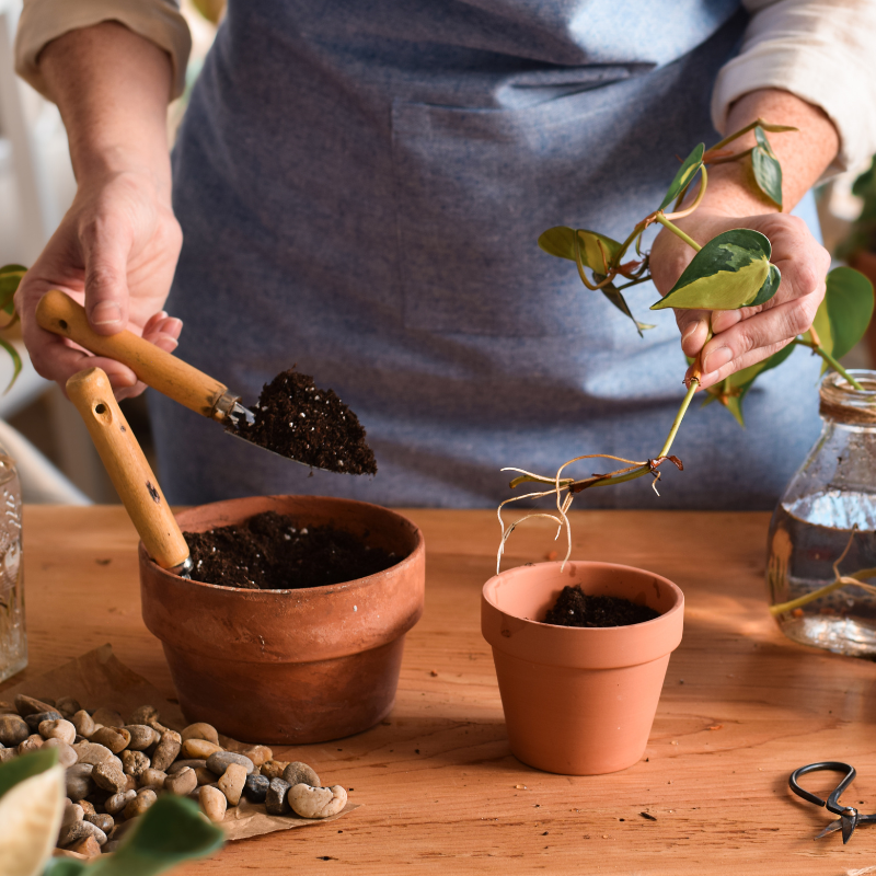 houseplant propagation