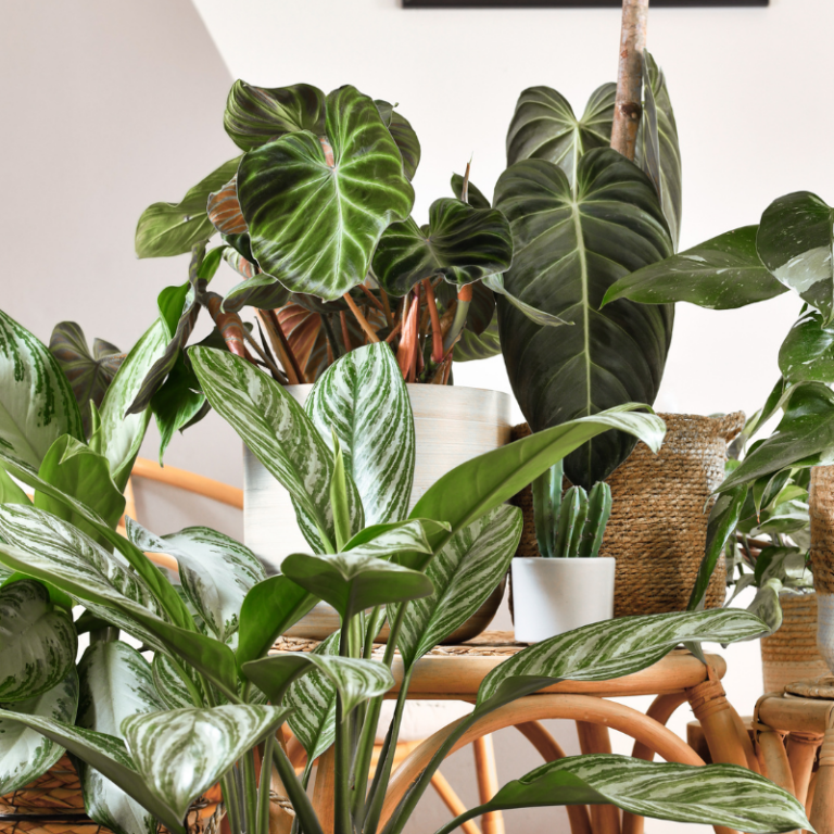 Houseplant care tips article
