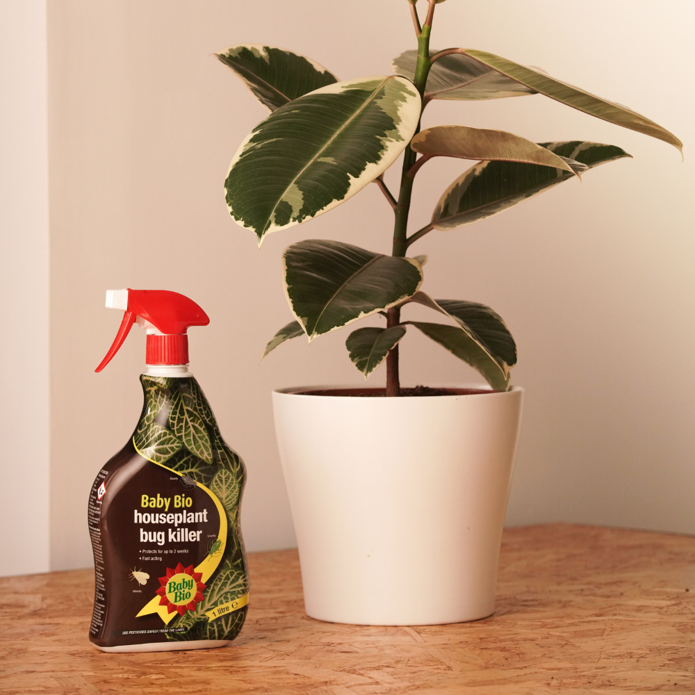prevent and treat houseplant pests