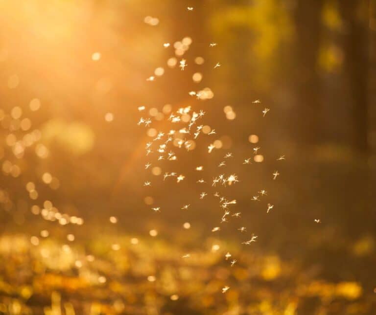 midges in the forest