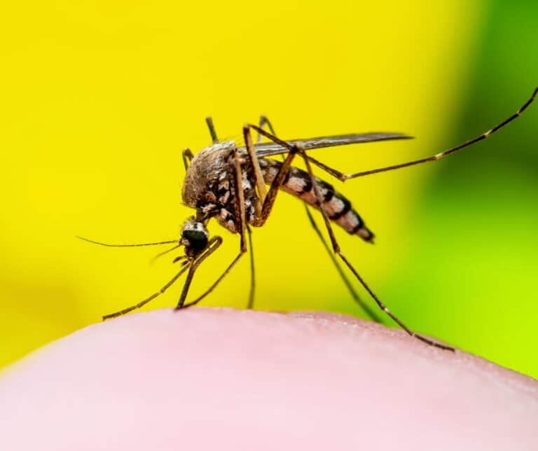 picture showing mosquito on skin